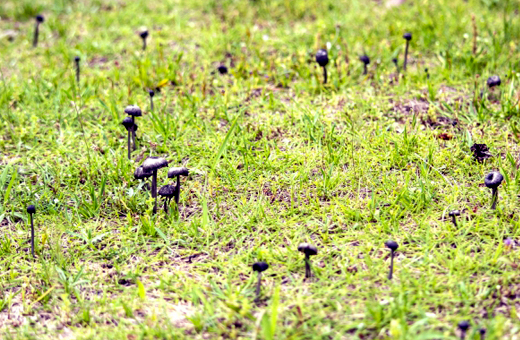 大量の黒いキノコが芝生に生えたのはコキイロウラベニタケ(濃色裏紅茸)