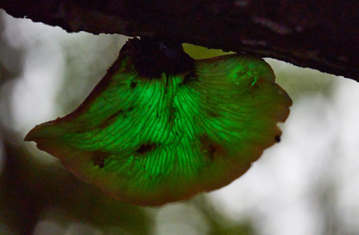 夜になると光るツキヨタケ(月夜茸)は毒キノコ