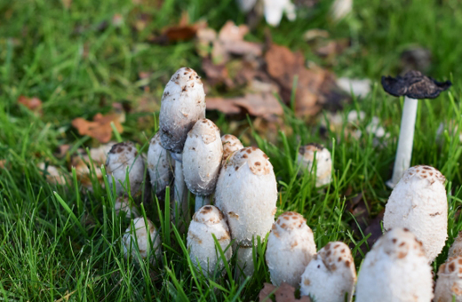 黒く溶けるキノコ・ササクレヒトヨタケ(細裂一夜茸)