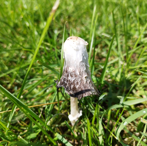 ササクレヒトヨタケ(細裂一夜茸)
