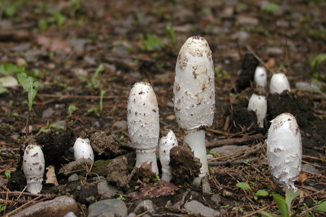 ササクレヒトヨタケ(細裂一夜茸)はすぐに黒く溶ける