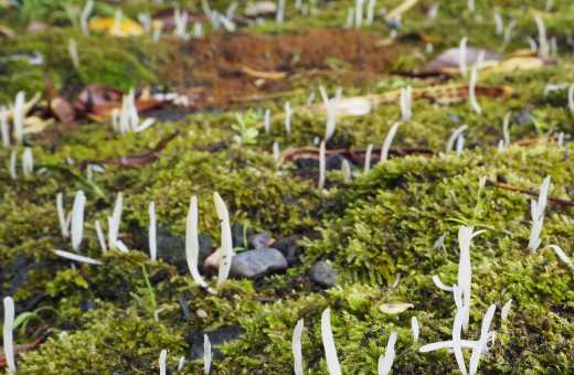 白い棒状のキノコ・シロソウメンタケ(白素麵茸)