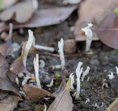 シロソウメンタケ(白素麵茸)