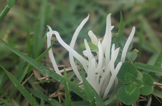 シロソウメンタケ(白素麵茸)は不食(食べない)
