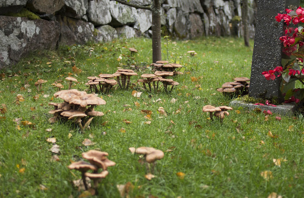 キノコが大量発生した庭