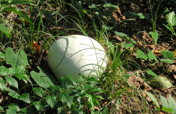 白いボールのようなキノコ巨大化するオニフスベ(鬼燻)