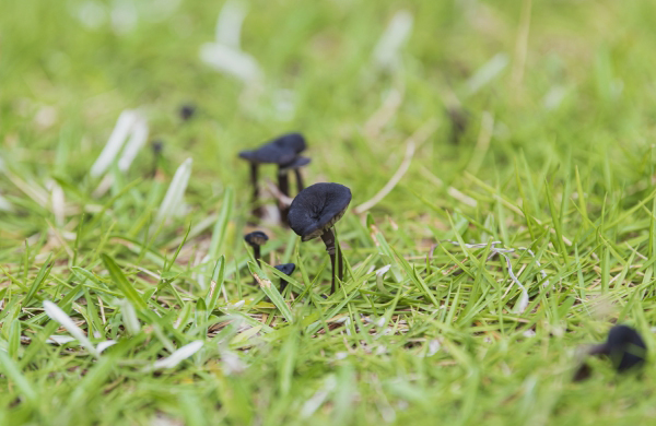 黒いキノコ・コキイロウラベニタケ(濃色裏紅茸)