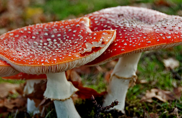 毒キノコ・ベニテングタケ