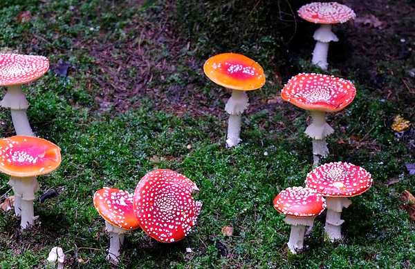 庭に生えたキノコ(ベニテングタケ(紅天狗茸)は毒キノコ
