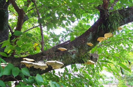 苔(コケ)が生えた倒木やブナの枯れ木などにもキノコが群生