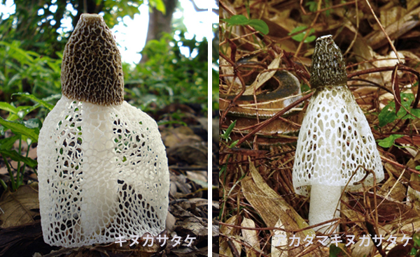 キヌガサタケとアカダマキヌガサタケの違い・見分け方