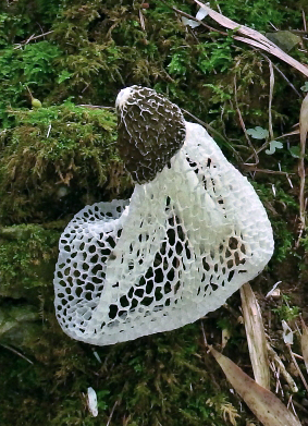 白いレース状のキノコ