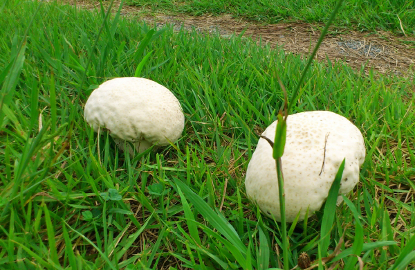 白いボールのようなキノコ巨大化するオニフスベ(鬼燻)