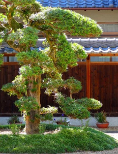 マキの木(イヌマキ/ラカンマキ)がある庭(植栽・剪定・手入れ)山崎造園