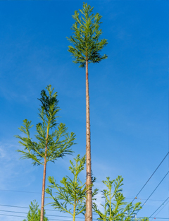 台杉がある庭(植栽・剪定・手入れ)山崎造園