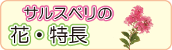 サザンカの生垣・剪定へリンク