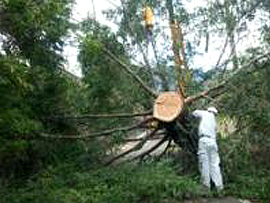 実績・実例の紹介「伐採・抜根へ」