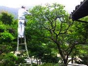 実績・実例の紹介「剪定・庭の手入れ」