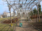実績・実例の紹介「植栽管理へ」